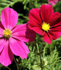 Krasuľka perovitá Sonata - Cosmos bipinnatus - semená krasuľky - semiačka - 1 gr