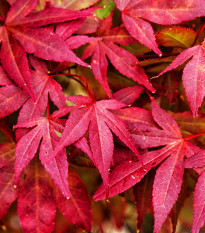 Javor japonský - Acer palmatum - semená javora - 5 ks