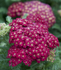 Rebríček obyčajný Cerise Queen - Achillea millefolium - semená - 500 ks