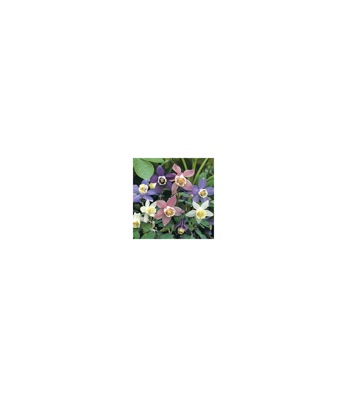 Orlíček zmes farieb - Aquilegia caerulea - semená orlíčka - 140 ks