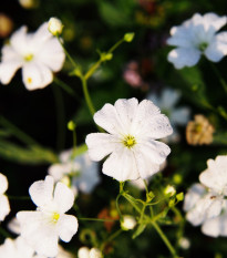 Gypsomilka úhľadná - Gypsophila elegans - semená - 200 ks