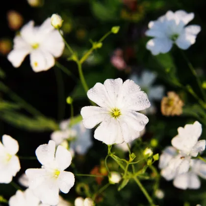 Gypsomilka úhľadná - Gypsophila elegans - semená - 200 ks