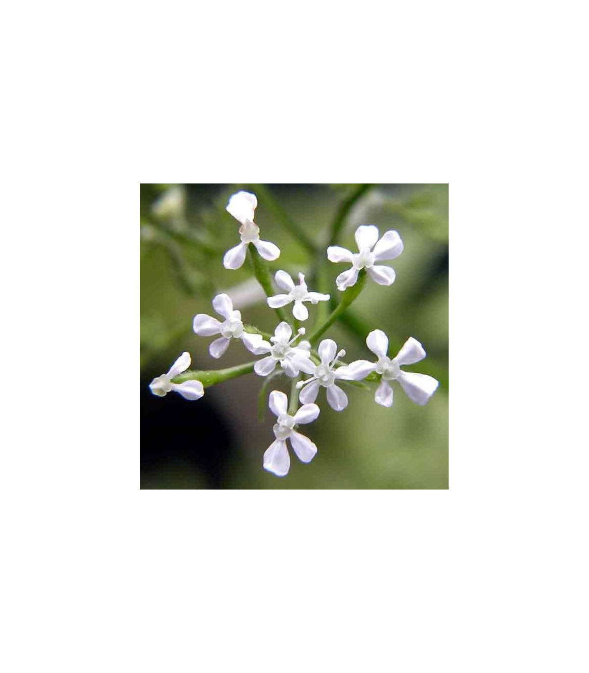 BIO Trebuľka siata - Anthriscus erefolium - bio semená trebuľky - 0,8 g