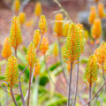 Aloe camperi - Aloe camperi - semená - 6 ks