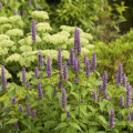 Agastache feniklová - Agastache foeniculum - semená agastache - 250 ks