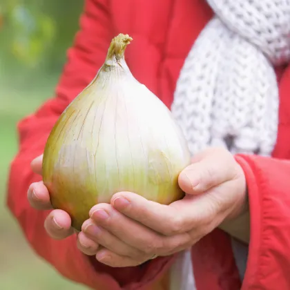 Cibuľa obrovská Kelsae - najväčšia cibuľa sveta - Allium cepa - semená - 100 ks