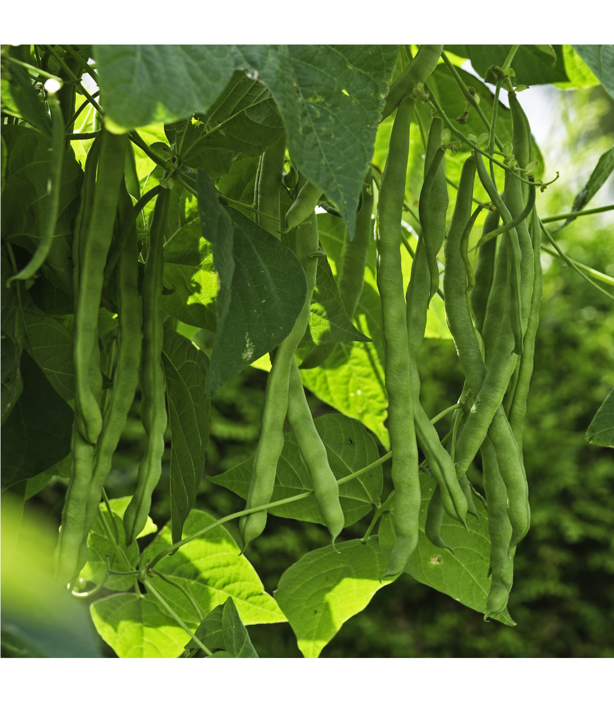 Fazuľa popínavá Algarve - Phaseolus vulgaris - semená fazule - 20 ks