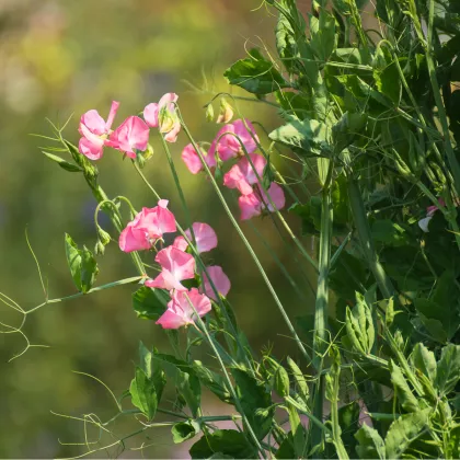 Hrachor voňavý kráľovský lososovo ružový - Lathyrus odoratus - semená hrachora - semiačka - 20 ks