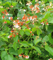 Fazuľa šarlátová pnúca Hestia - Phaseolus coccineus - semená fazule - 10 ks