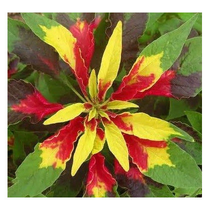 Láskavec trojfarebný - Amaranthus tricolor - semená láskavca - 0,2 g