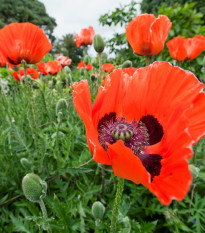 Mak východný Scharlach - Papaver orientale - semená - 400 ks