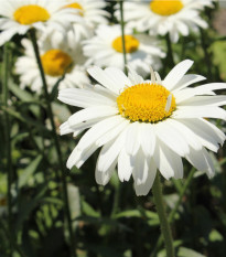 Margaréta biela Alaska - Chrysanthemum leucanthemum max. - semená - 250 ks