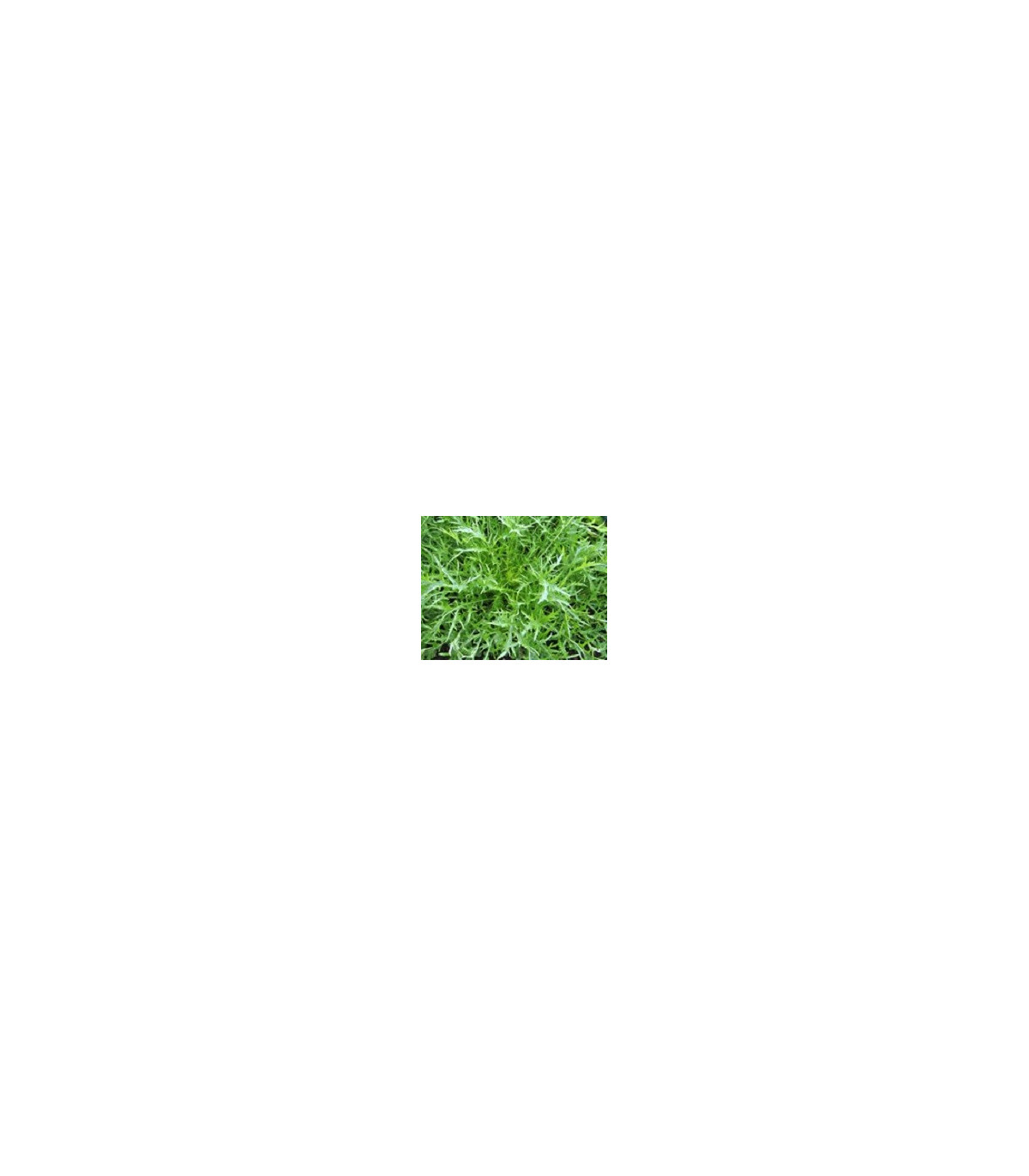 Mizuna Kruis F1 - japonská horčica - semená mizuny - semiačka - 0,02 gr