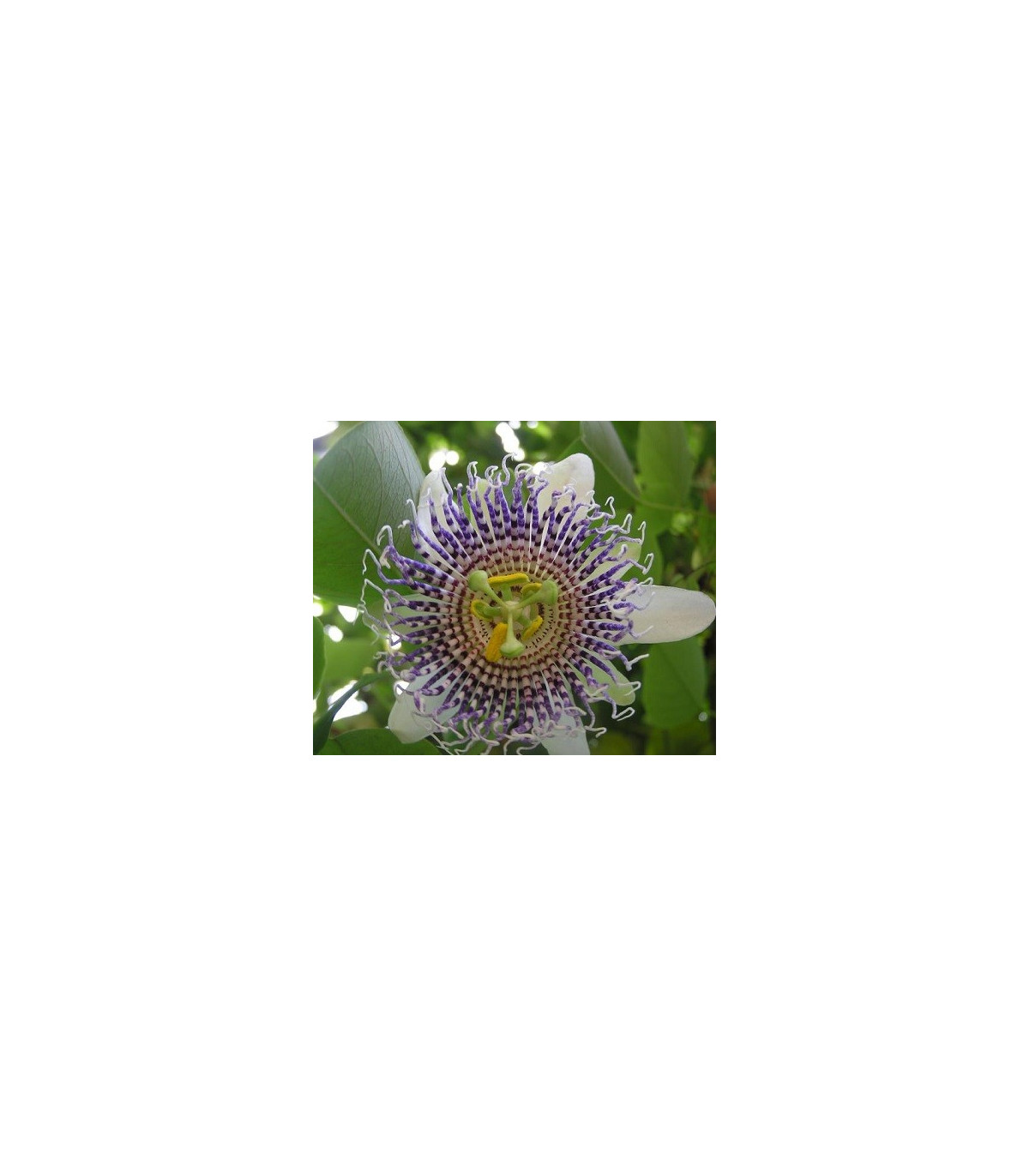 Mučenka krídlatá - Passiflora actinia - semená mučenky - 4 ks