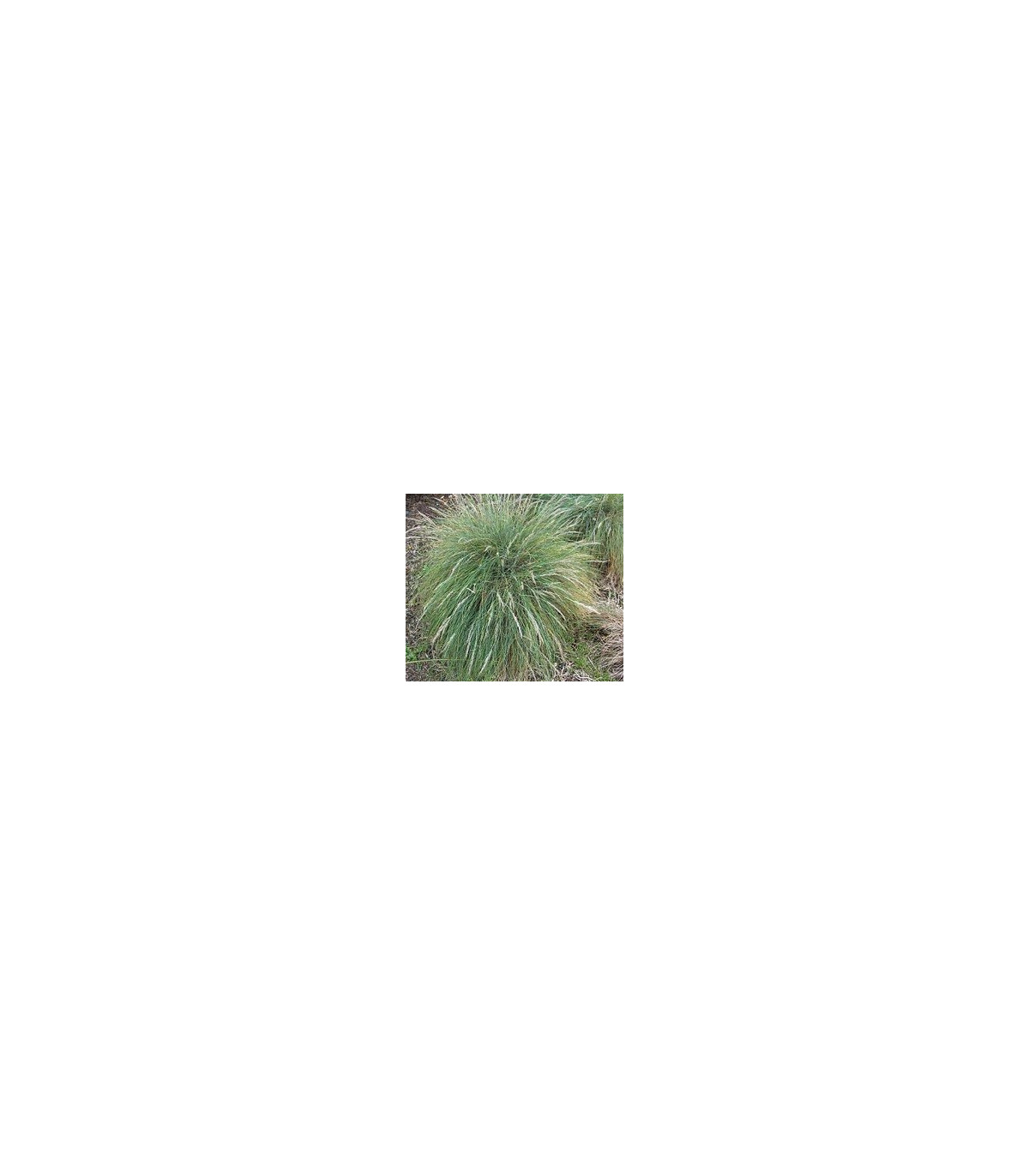 Okrasná tráva Kostrava - Festuca coxii - semená trávy - semiačka - 5 ks