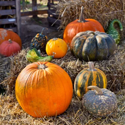 Tekvičky okrasné veľkoplodé - Cucurbita pepo - semená tekvice - 25 ks