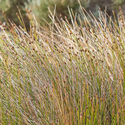 Ozdobná tráva - Ficinia nodosa - semená okrasnej trávy - 10 ks
