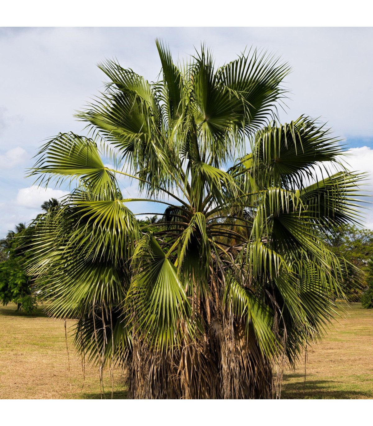 Palma Washingtonia vláknitá - Washingtonia filifiera - semená palmy - semiačka - 3 ks