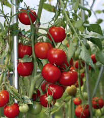 Paradajka koktailová Cerise – Solanum lycopersicum – semená paradajok – 10 ks