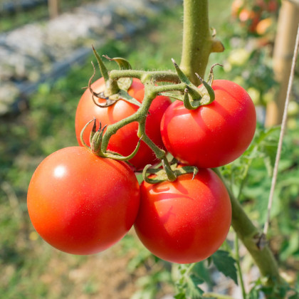 Paradajka Karkulka - Solanum lycopersicum - semená paradajky - 20 ks