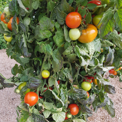 Paradajka Rentita - Solanum lycopersicum - semená paradajok - 15 ks