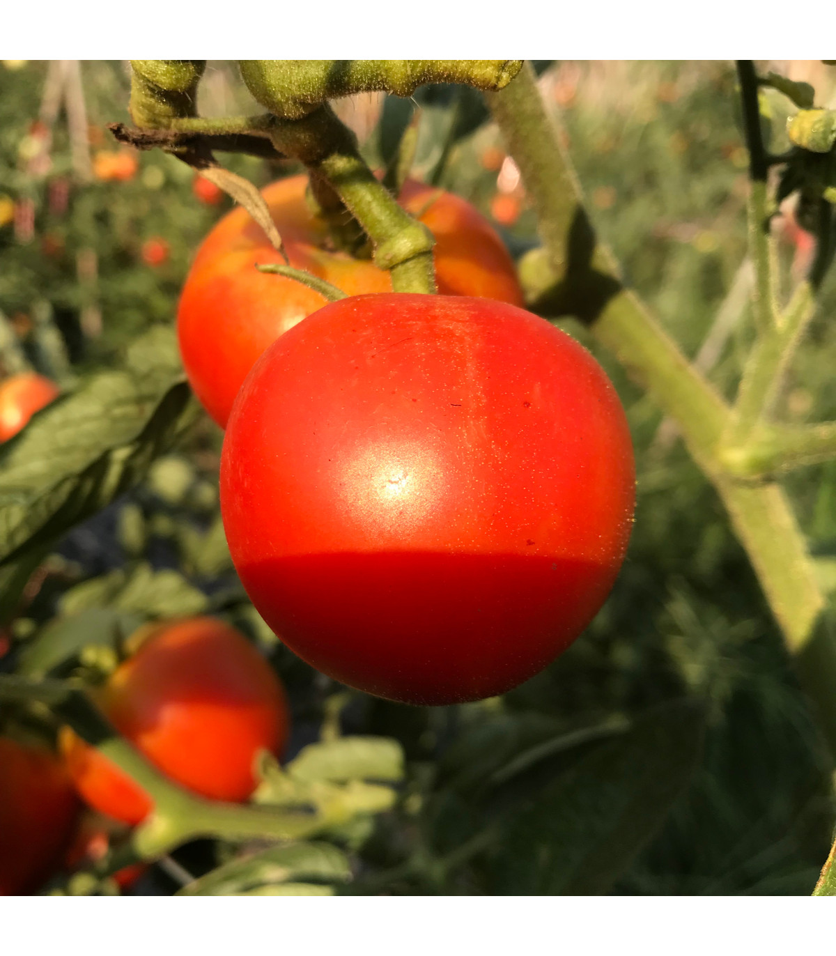 Paradajka kolíková F1 Harzfeuer - semená paradajky - semiačka - 6 ks