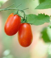 Paradajka Ravello - Solanum lycopersicum - semená paradajky - 4 ks