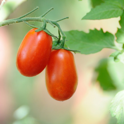 Paradajka Ravello - Solanum lycopersicum - semená paradajky - 4 ks