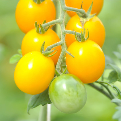 Paradajka žltá Golden Currant - Solanum lycopersicum - semená paradajky - 5 ks