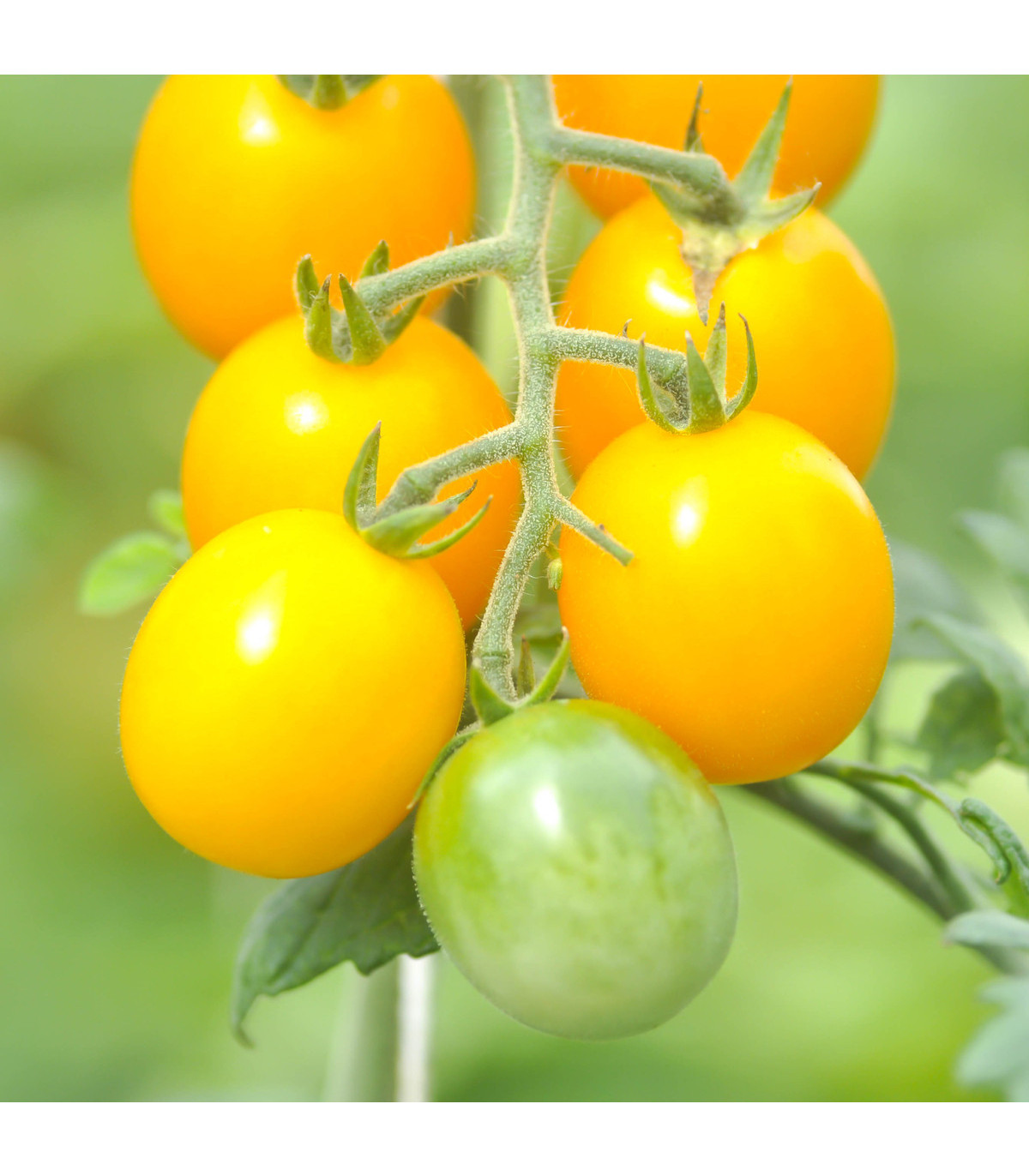 Paradajka žltá Golden Currant - Solanum lycopersicum - semená paradajky - 5 ks