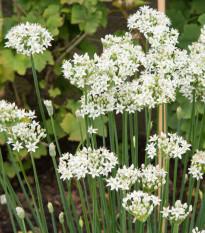 Pažítka cesnaková - Allium Tuberosum - semená pažítky - 200 ks