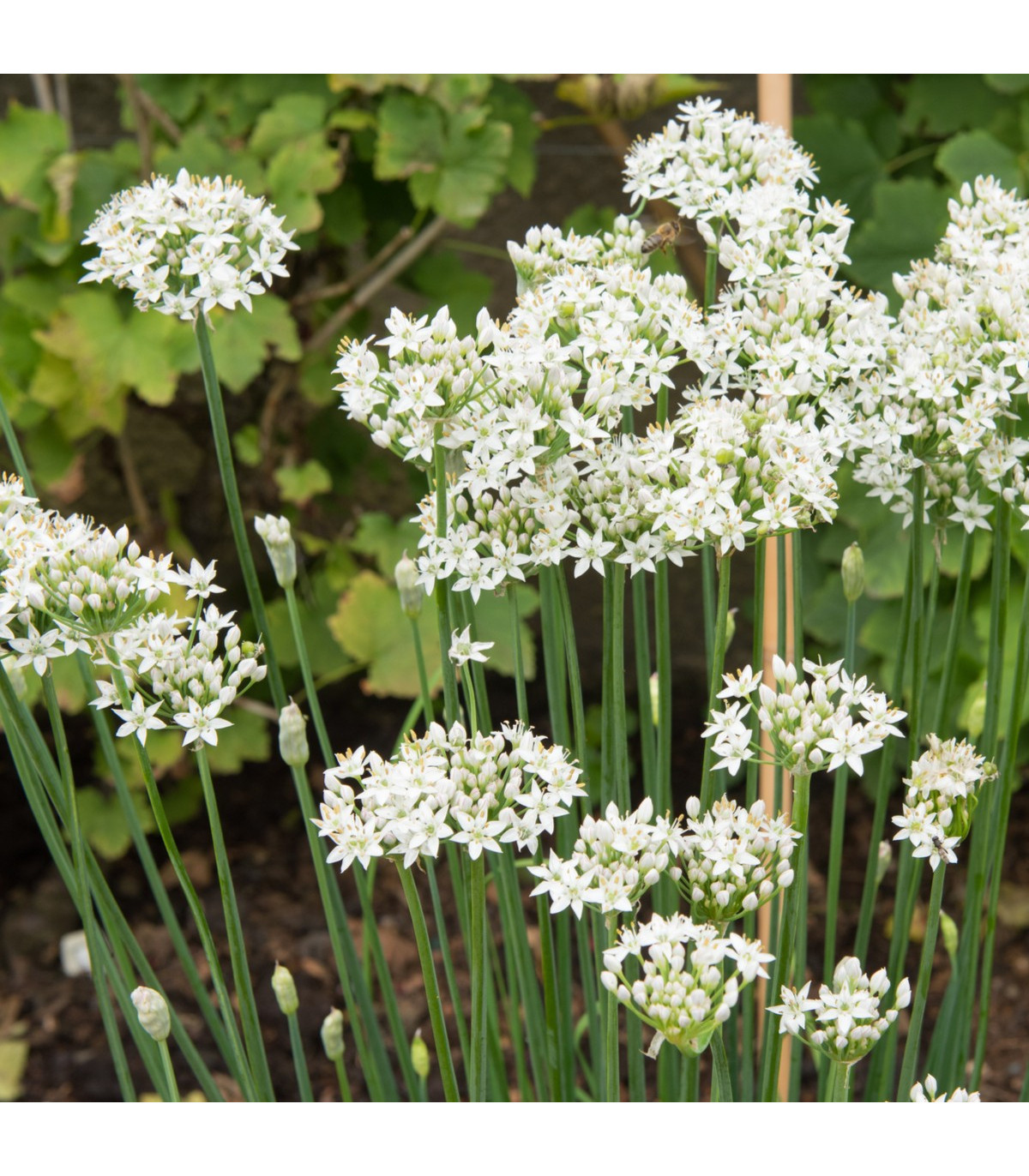 Pažítka cesnaková - Allium Tuberosum - semená pažítky - 200 ks