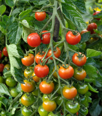 Paradajka Sweet Million F1 - Solanum lycopersicum - semená paradajky - 5 ks