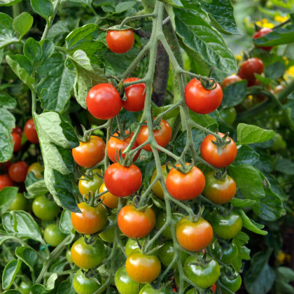 Rajčiak kolíkový hybridný Sweet Million - semená paradajky - 5 ks