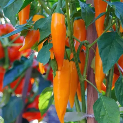 Chilli Bulharská mrkva - Capsicum annuum - semená - 6 ks