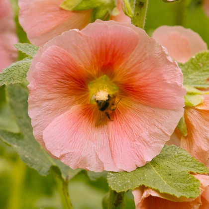Topoľovka plnokvetá ružová Chaters - Alcea rosea - semená - 7 ks
