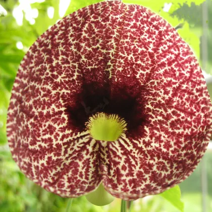 Vlkovec elegantný - Aristolochia Elegans - semená vlkovca - 5 ks