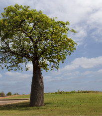 Austrálsky baobab - Adansonia gregorii - semená baobabu - 3 ks