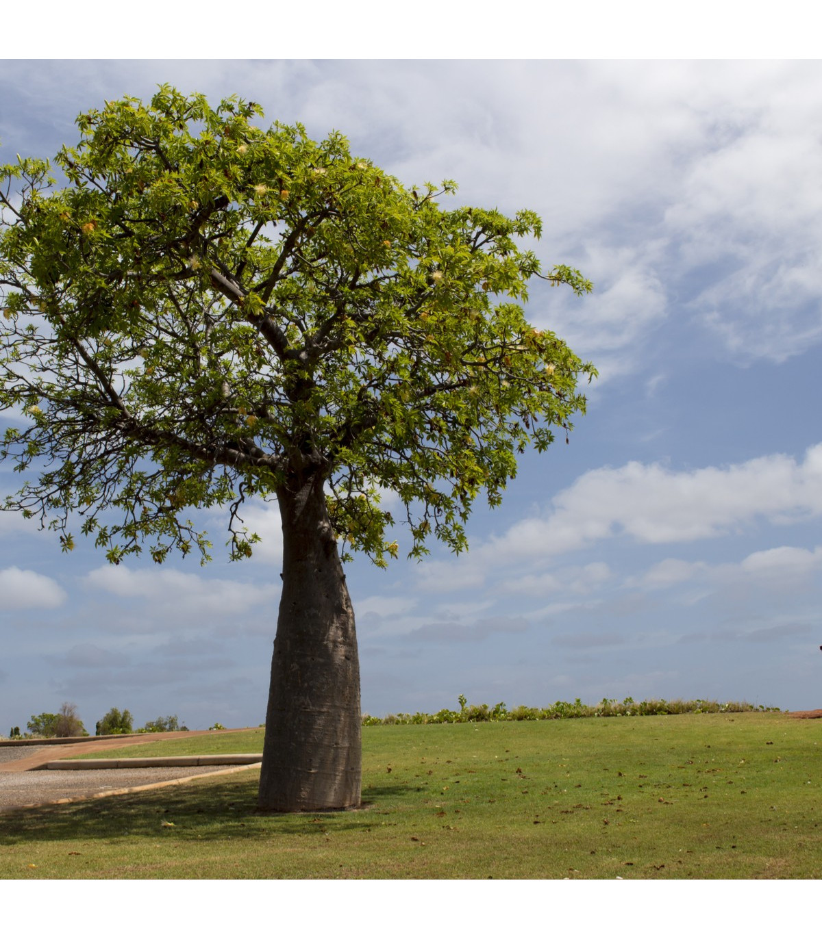 Austrálsky baobab - Adansonia gregorii - semená baobabu - semiačka - 2 ks