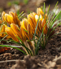 Krókus zlatý - Crocus Fuscontinctus - hľuzy krókusu - 3 ks