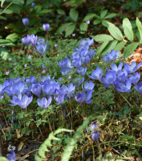 Krókus Specious - Crocus specious - hľuzy krókusu - 3 ks