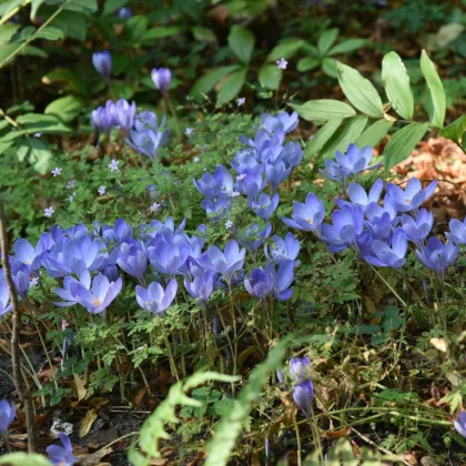 Krókus Specious - Crocus specious - hľuzy krókusu - 3 ks