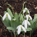 Snežienka Elwésova - Galanthus elwesii - cibule snežienky - cibuľky - 3 ks