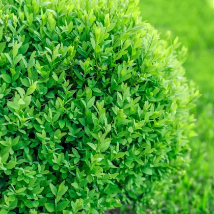 Krušpán vždyzelený - Buxus sempervirens - semená krušpánu - 10 ks