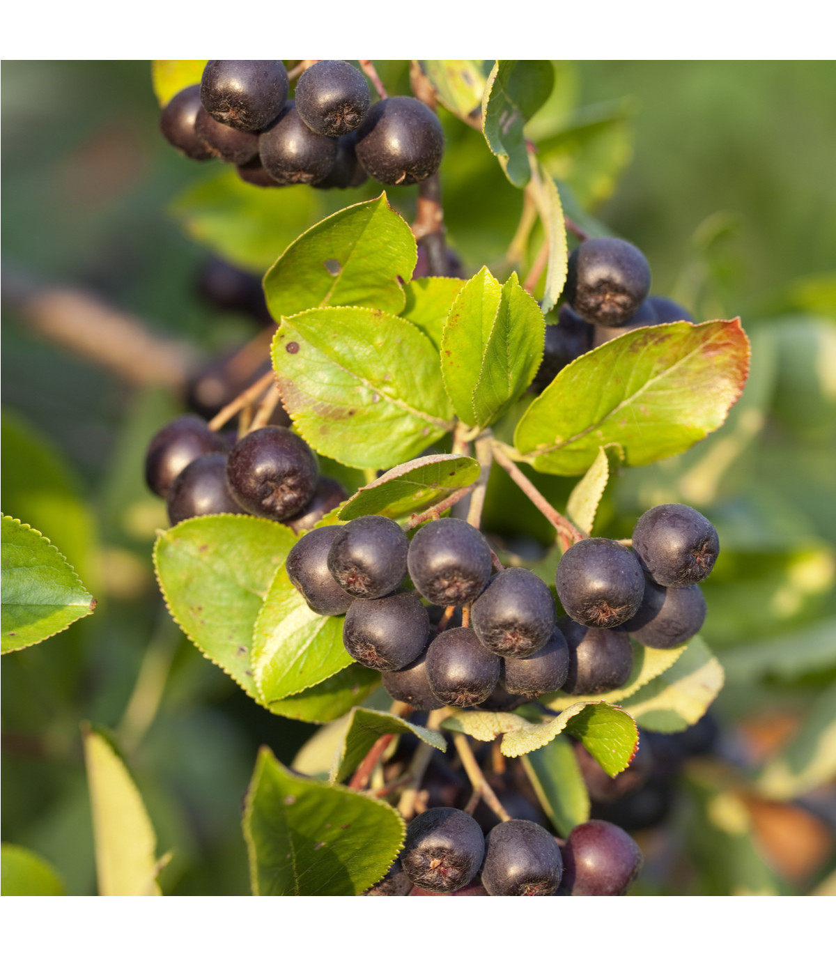Arónia - čierny žeriav - Aronia arbutifolia - semená arónie - semiačka - 7 ks