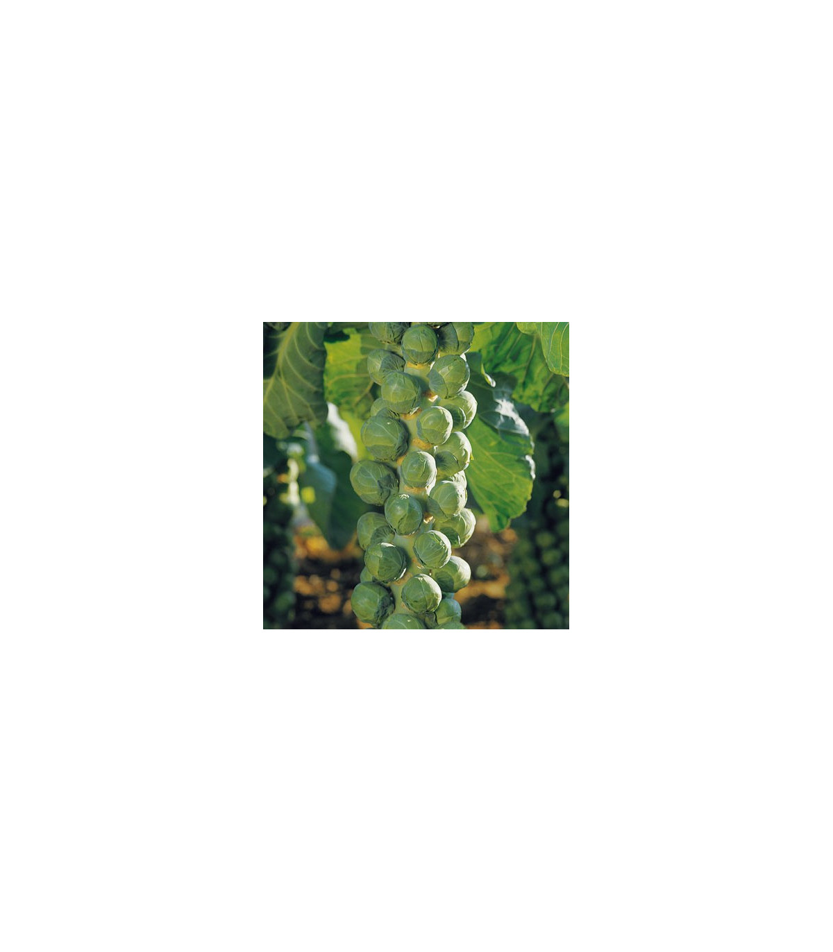 Kel ružičkový Hilds ideal - Brassica oleracea - semená kelu - 0,5 g
