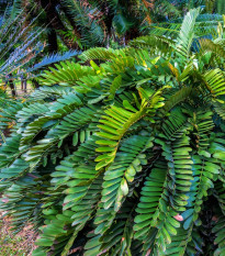 Cykas Zamia furfuracea - semená cykasu - semiačka - 2 ks