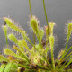 Rosička nidiformis - Drosera nidiformis - semená - 15 ks