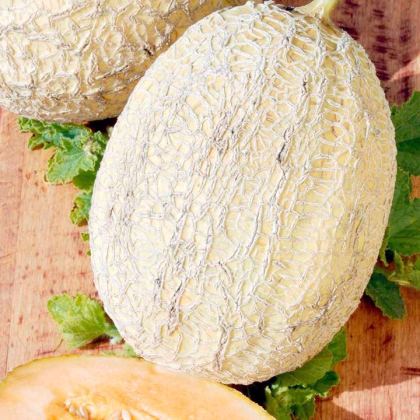 Melón Emir F1 - Cucumis melo - semená melónu - 6 ks
