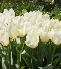 Tulipán Purissima - cibuľky tulipánov - 3 ks